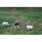 bordercollie_met_2_schapen