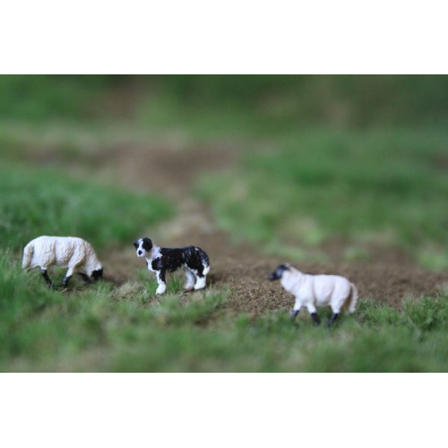 bordercollie_met_2_schapen